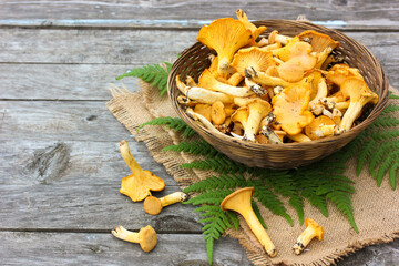 Fresh chanterelle mushrooms in wicker basket on rustic wooden table © MaskaRad