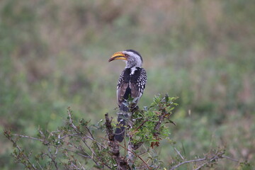 red billed hornbill
