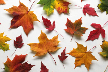 Colorful maple and hawthorn leaves showing autumn colors on white background