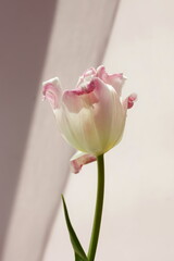 Pink tulip flower close up on beige pink  background . Minimalism. Floral card. Botanical fine art poster.