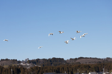 flying swans, Japan