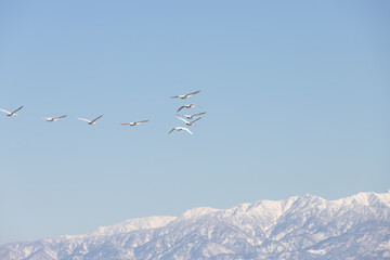 Flying swans and the Tateyama mountain range, Japan