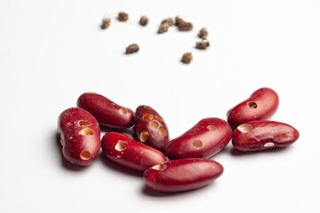 Kidney beans show the damage caused by bean weevils, leaving holes and dead weevils around them.