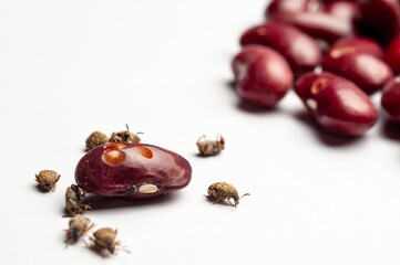 Detailed view of bean weevils on kidney beans, highlighting infestation and damage on a white...
