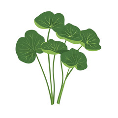 Flat vector gotu kola, minimalist design, isolated on a white background.

