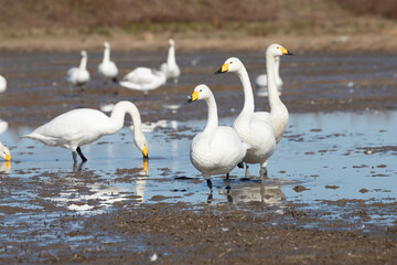 Obraz premium Swans and rice fields
