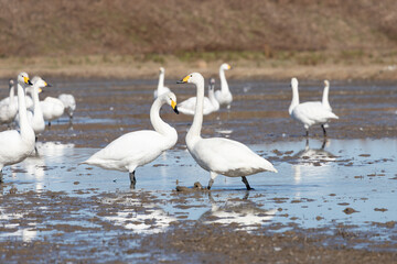 A flock of migratory whooping swans (Cygnus cygnus) resting in a paddy field.