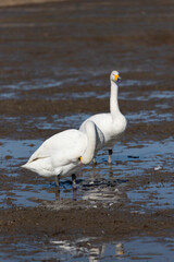 Swans and rice fields, Japan
