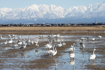 Wild swans migrated from the northern land to the rice fields surrounded by snowy mountains in Japan. Tateyama mountain range (in Toyama Prefecture)