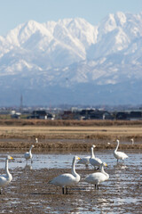 Wild swans migrated from the northern land to the rice fields surrounded by snowy mountains in Japan. Tateyama mountain range (in Toyama Prefecture)