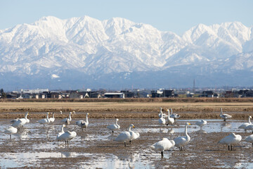 Wild swans migrated from the northern land to the rice fields surrounded by snowy mountains in Japan. Tateyama mountain range (in Toyama Prefecture)