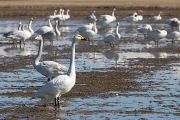 Swans and rice fields, Japan