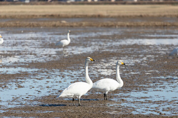 Swans and rice fields, Japan