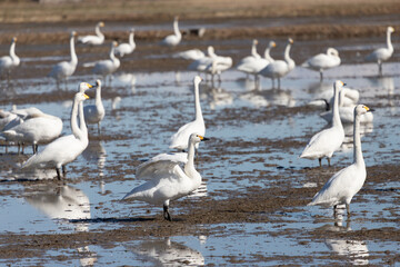 Swans and rice fields, Japan