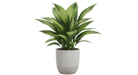 Isolated House Plant in Concrete Pot Indoor Decor