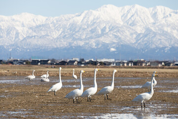 Wild swans migrated from the northern land to the rice fields surrounded by snowy mountains in Japan.Tateyama mountain range (in Toyama Prefecture)