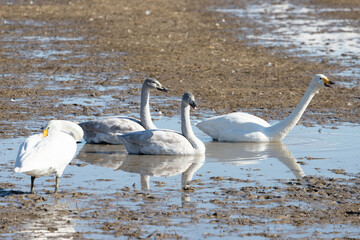 Juvenile whooper swans sitting in a muddy rice field in the winter
