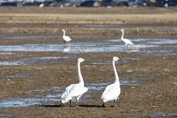 Swans and rice fields