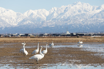Wild swans migrated from the northern land to the rice fields surrounded by snowy mountains in Japan. Tateyama mountain range (in Toyama Prefecture)