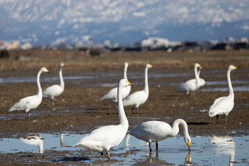 White swans and the Tateyama mountain range