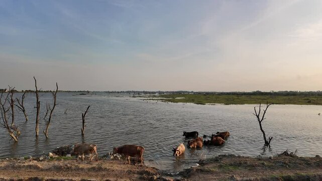 Cows swimming and bathing in the waters