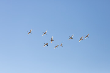 A flock of migratory swans flying in the blue sky