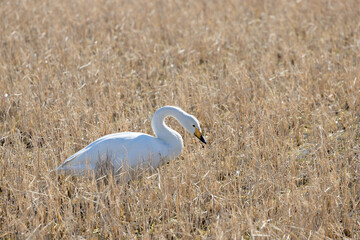 A migratory Whooper Swan (Cygnus cygnus) searching for remaining unhulled rice in winter paddy fields
