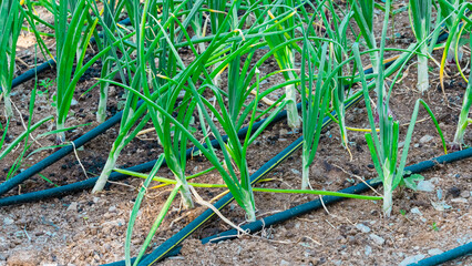 Baby vegetables planting in nursery greenhouse with drip irrigation water system, modern agricultural concept