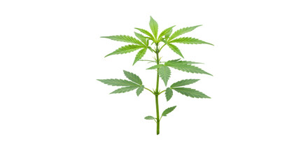 Isolated Young Cannabis Plant