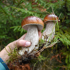 Perfect porcini mushrooms  in hand in the spruce forest.