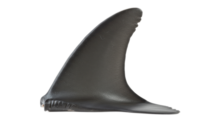 Isolated Dark Grey Shark Fin