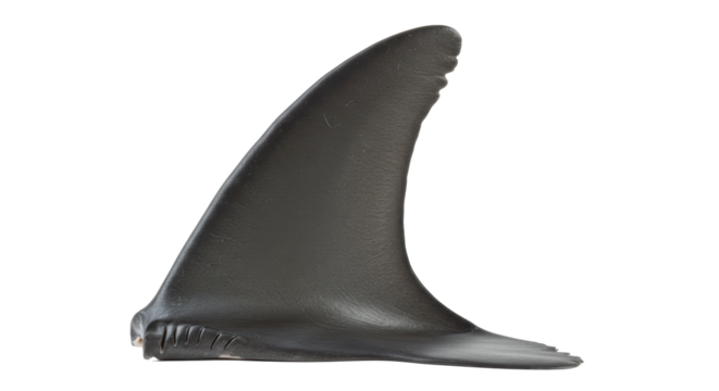 Isolated Dark Grey Shark Fin