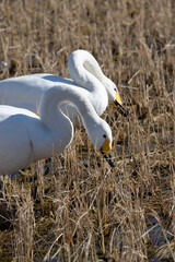 Migratory Whooper Swans (Cygnus cygnus) searching for remaining unhulled rice in winter paddy fields