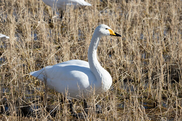 Swans and winter rice