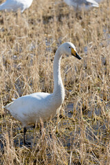 A migratory Whooper Swan (Cygnus cygnus) stands in a winter paddy field.