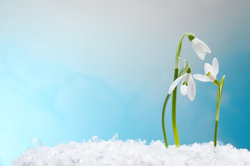Beautiful snowdrops on snow against light blue background, closeup. Space for text