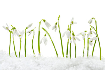 Beautiful snowdrops on snow against white background
