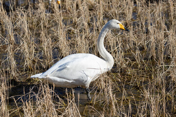 Swans and winter rice