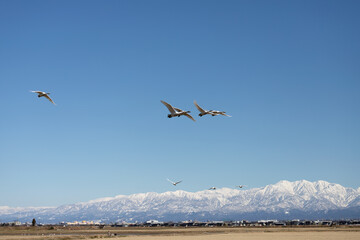 A flock of swans flying in for wintering