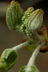 Young leaves awaken in spring and begin to grow from buds in beautiful natural light. Beautiful tree branch in spring.