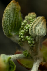 Young leaves awaken in spring and begin to grow from buds in beautiful natural light. Beautiful tree branch in spring.