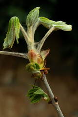 Young leaves awaken in spring and begin to grow from buds in beautiful natural light. Beautiful...