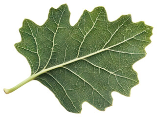 Naklejka premium PNG Green leaf detail plant photography.