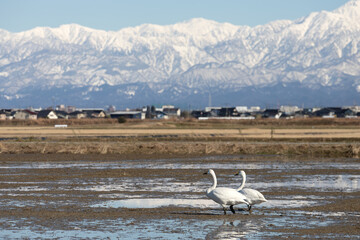 Wild swans migrated from the northern land to the rice fields surrounded by snowy mountains in Japan.