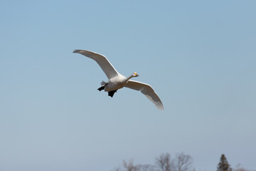 Swan spreads wings and flies through the sky