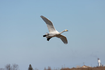 Swan spreads wings and flies through the sky
