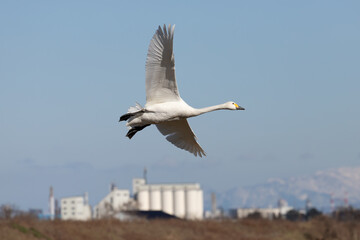 Swan spreads wings and flies through the sky