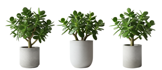 A beautiful jade plant in a minimalist concrete planter, its thick green leaves standing out on a soft white background