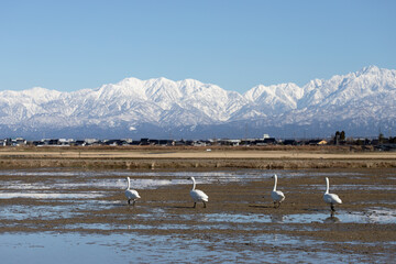 Wild swans migrated from the northern land to the rice fields surrounded by snowy mountains in Japan.