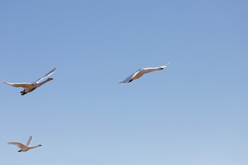 A flock of swans flying in the blue sky